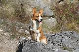 CORGI CARDIGAN 077